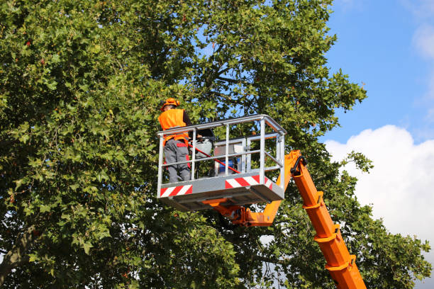 Best Tree Preservation Services  in Rock Falls, IL