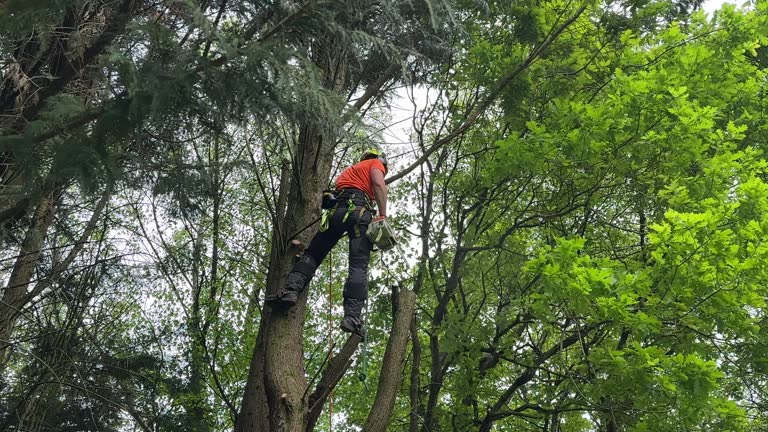 Trusted Rock Falls, IL Tree Services Experts