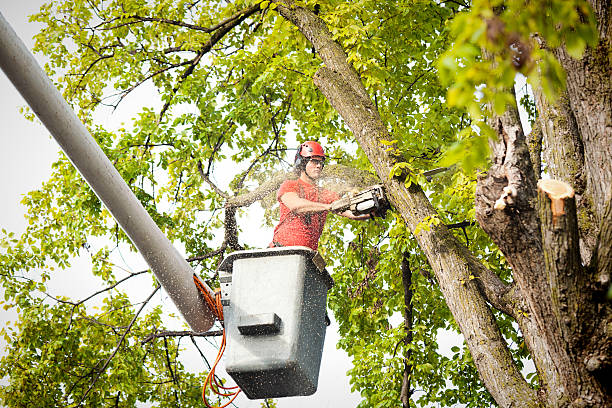 Why Choose Our Tree Removal Services in Rock Falls, IL?